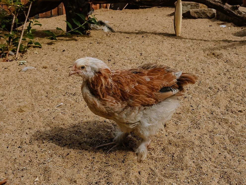 Vögel
