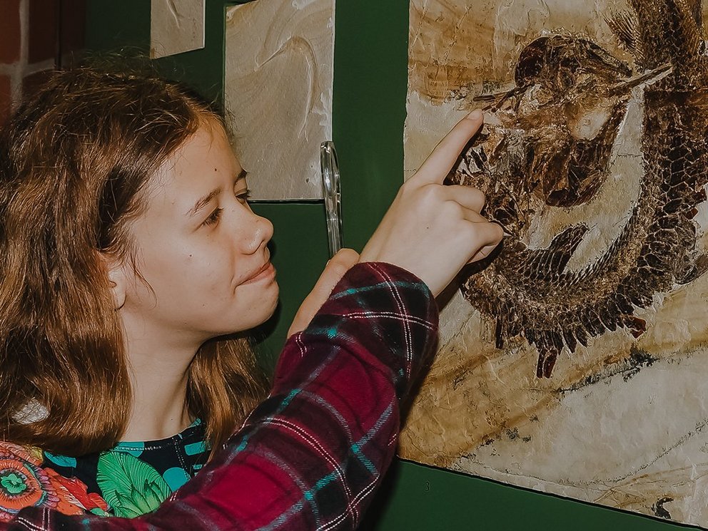 Von den Dinos zu den Affen