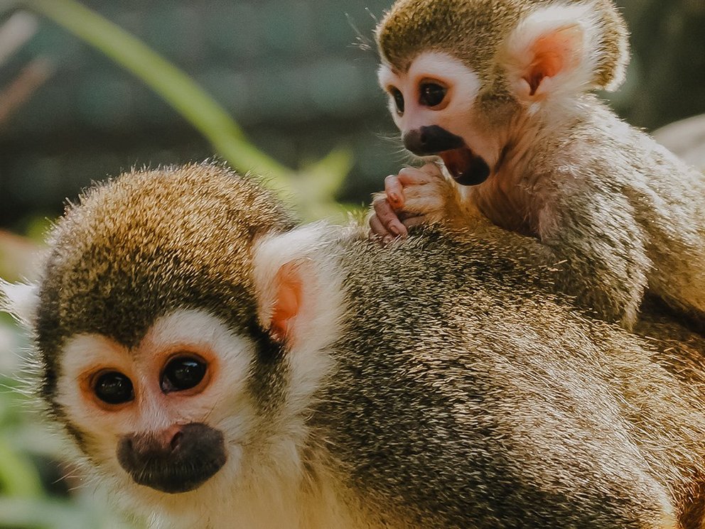 EAZA-Ex-situ-Programm