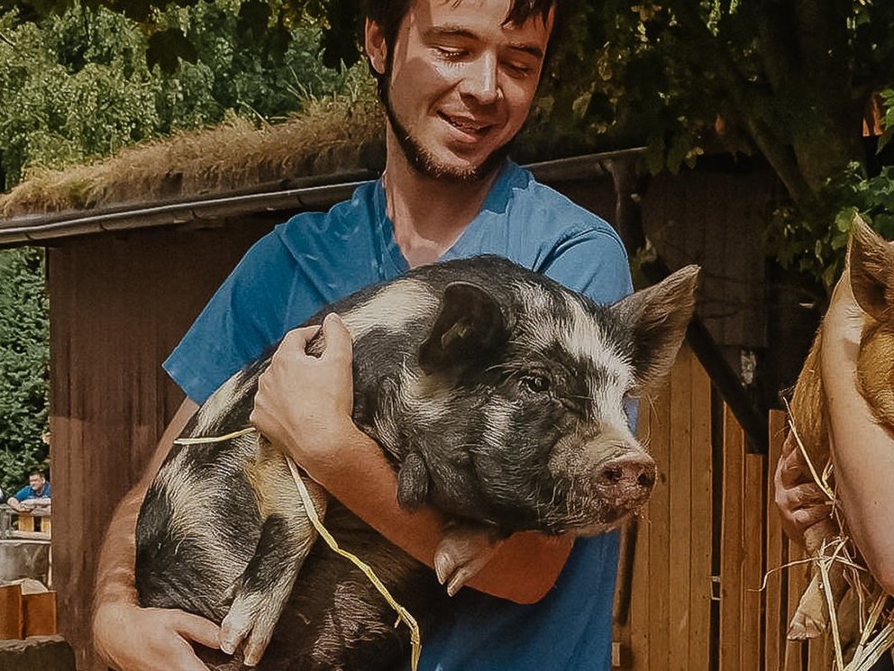 Schweine