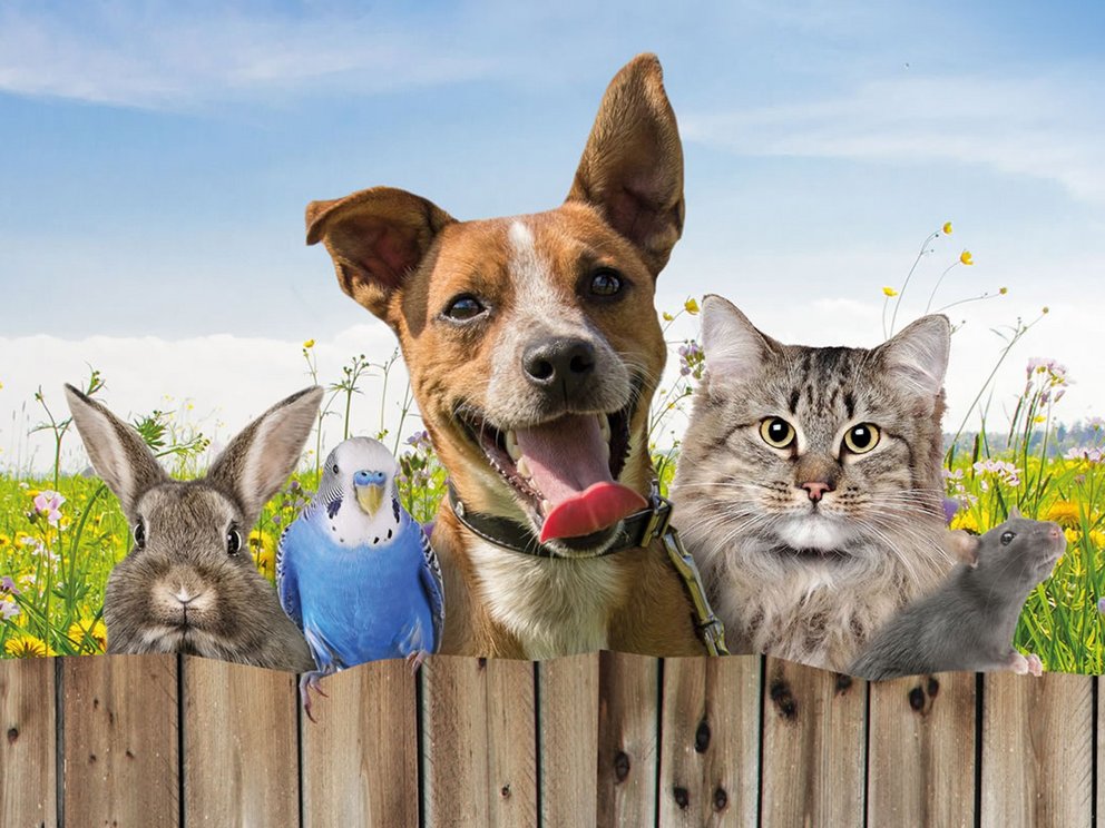 Tierschutzverein Bochum, Hattingen und Umgebung