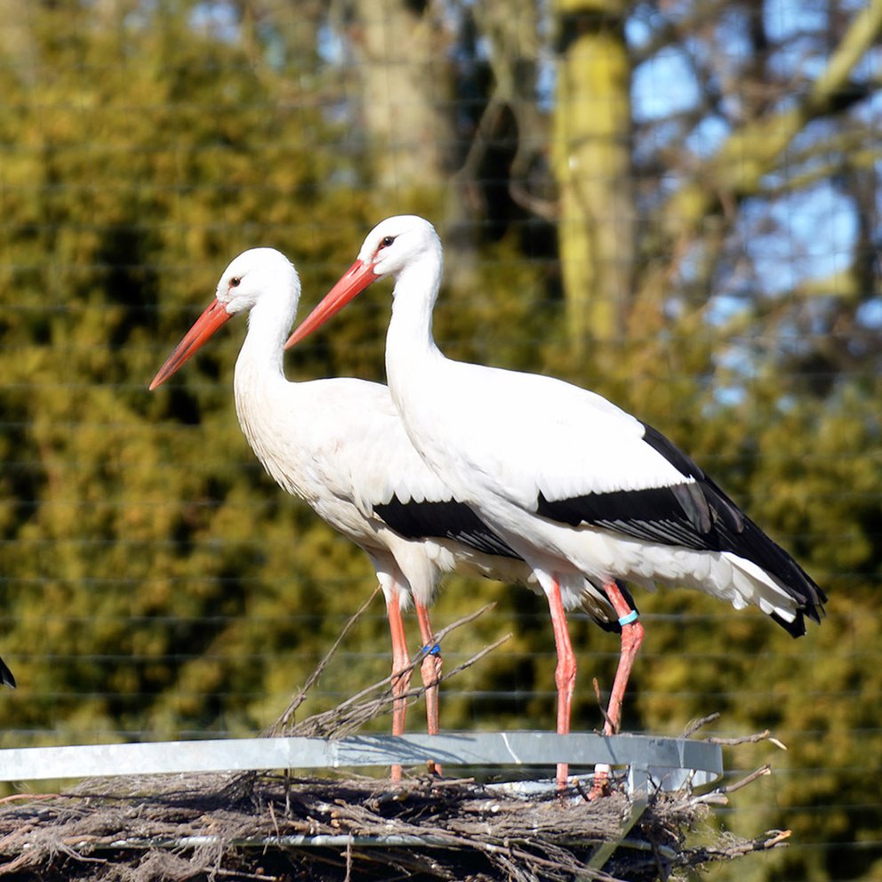 Mit einem Klick aufs Bild geht's zur Bildergalerie
