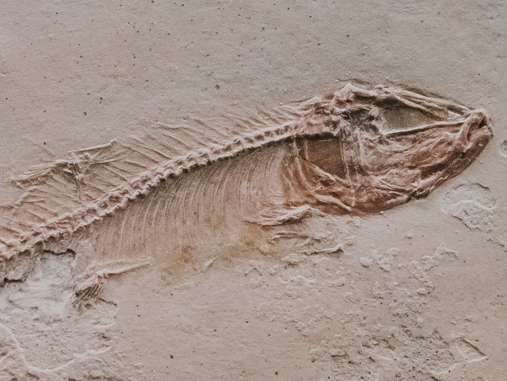 Exemplarische Exponate