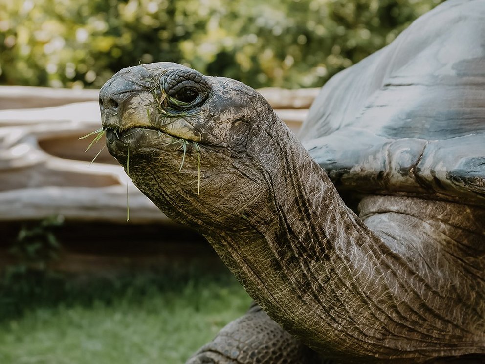 Seychellen-Riesenschildkröten-Anlage