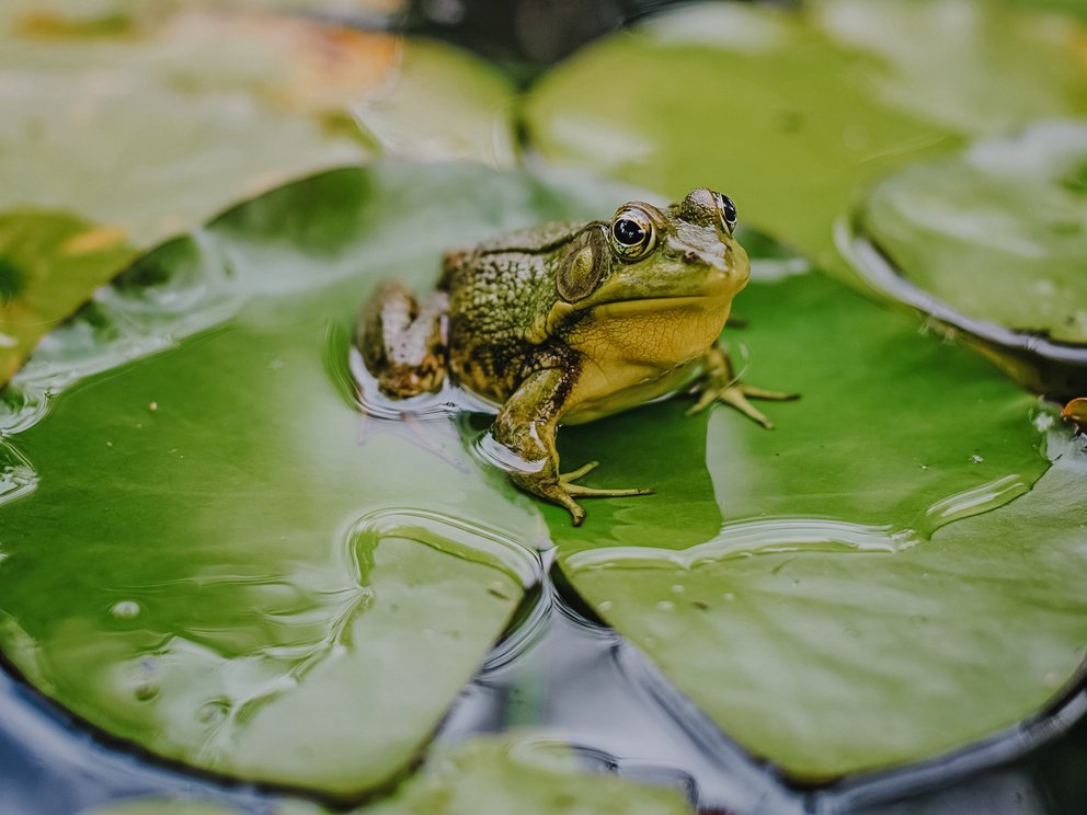 Stiftung Artenschutz